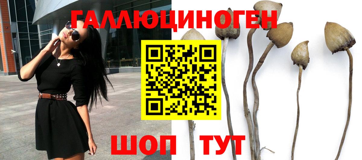 Псилоцибиновые грибы Psilocybe Унеча